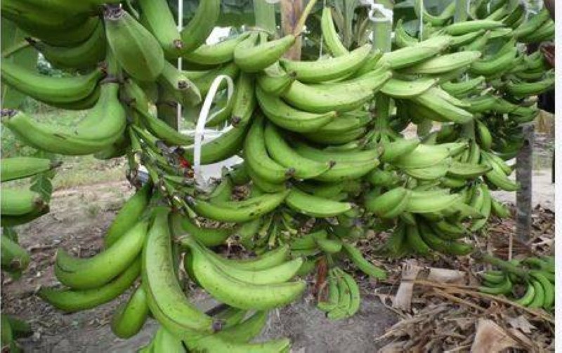 Des régimes de bananes. (Ph:Dr)