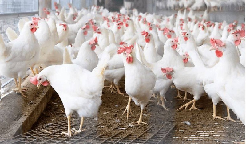 Les poulets de chaire dans une ferme. (Ph:Dr)