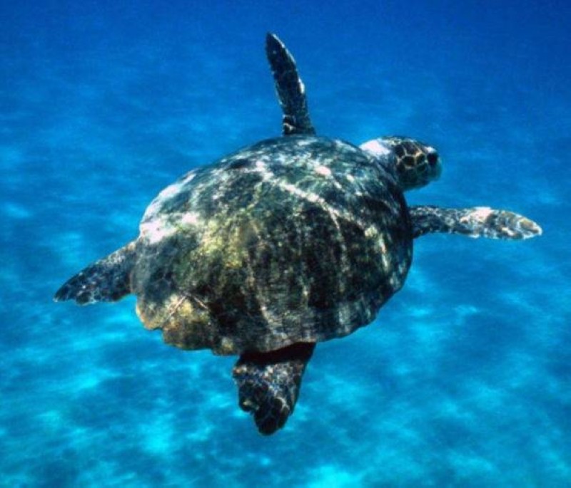 Une tortue de mer. (Ph:Dr)