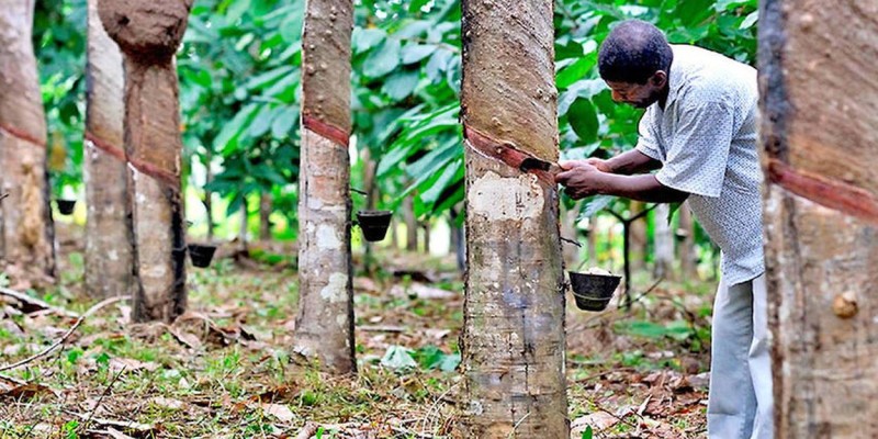 Les exportateurs disent non à l’arrêt brutal de l’exportation du fond de tasse de l'hévéa. (Ph:Dr)