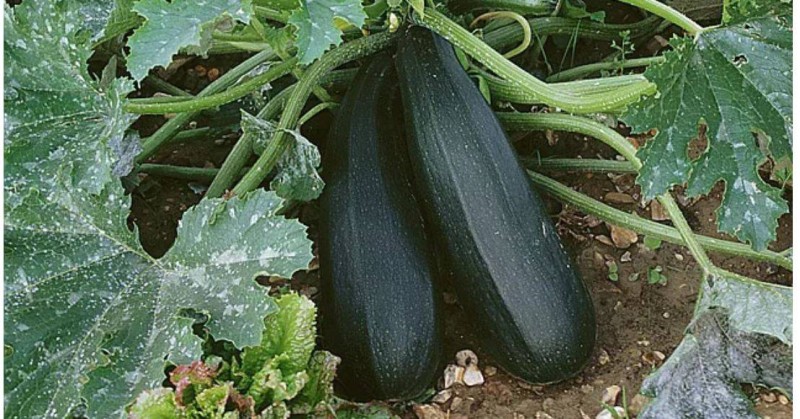 Des courgettes. (Ph:Dr)