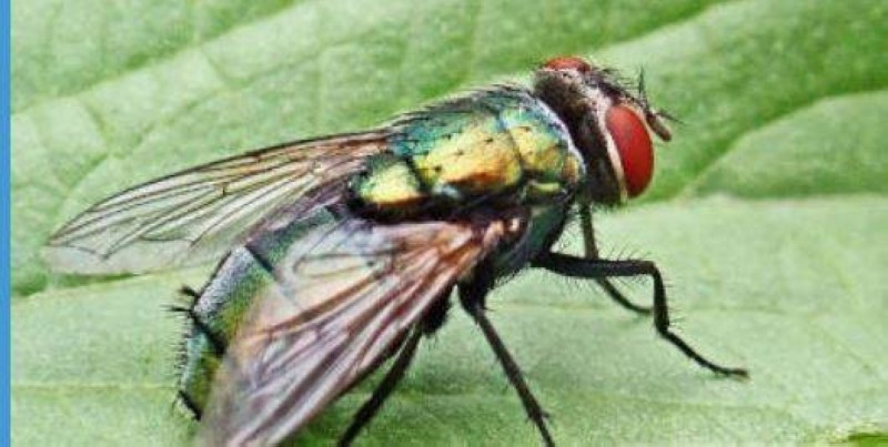 Les insectes nuisibles représentent que 10% des insectes utiles. (Ph:Dr)