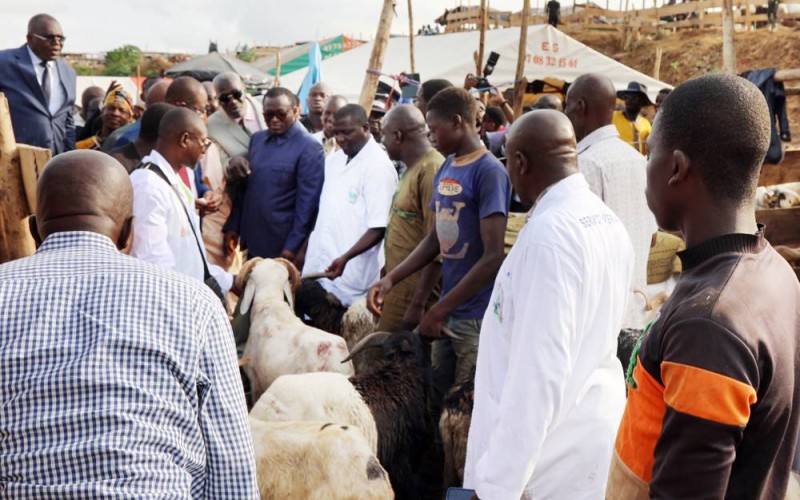 Le maire d'Adjamé , Soumahoro Farikou a achété un mouton au prix de 80 000 FCFA. (DR)