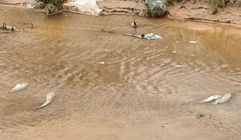Des poissons morts dans le fleuve