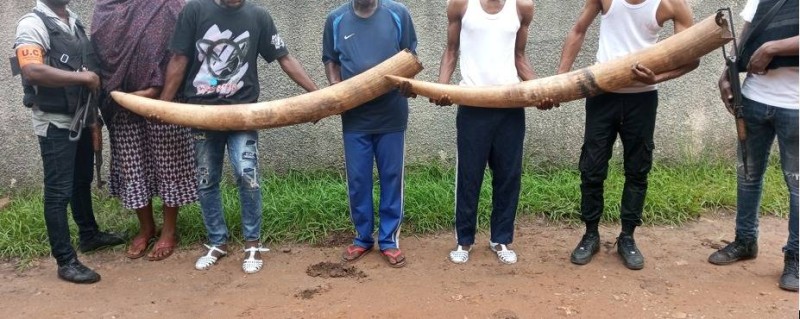 Des ivoires trouvés en Côte d'Ivoire. (DR)