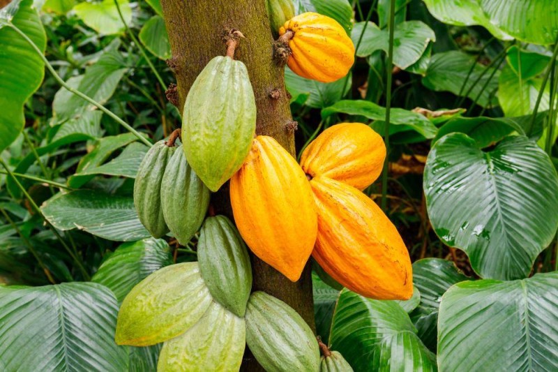 Les producteurs de cacao fiers de ce programme. (DR)