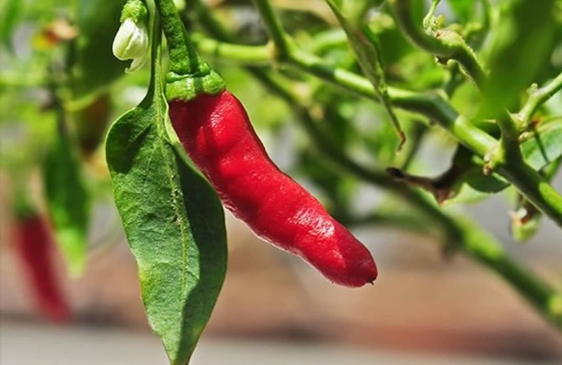 Le piment. (Ph:Dr)