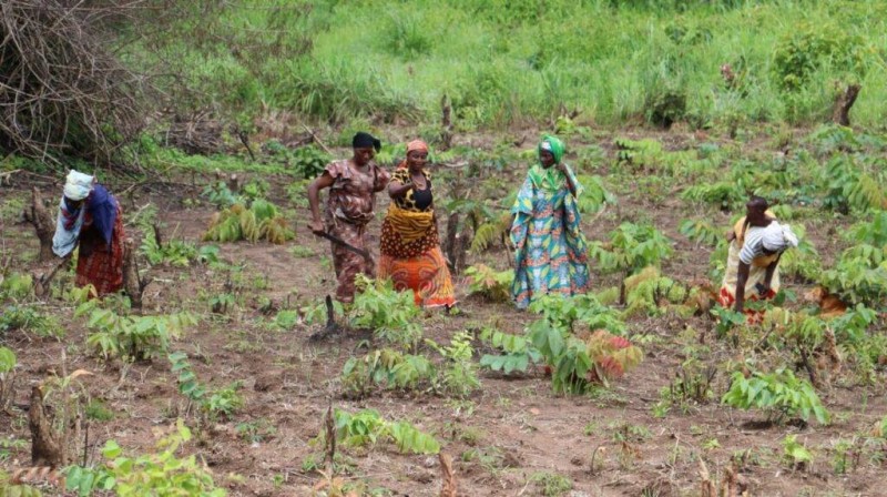 Des femme dans un champ de manioc à Kamasséla dans la région du Bafing (Source AIP)