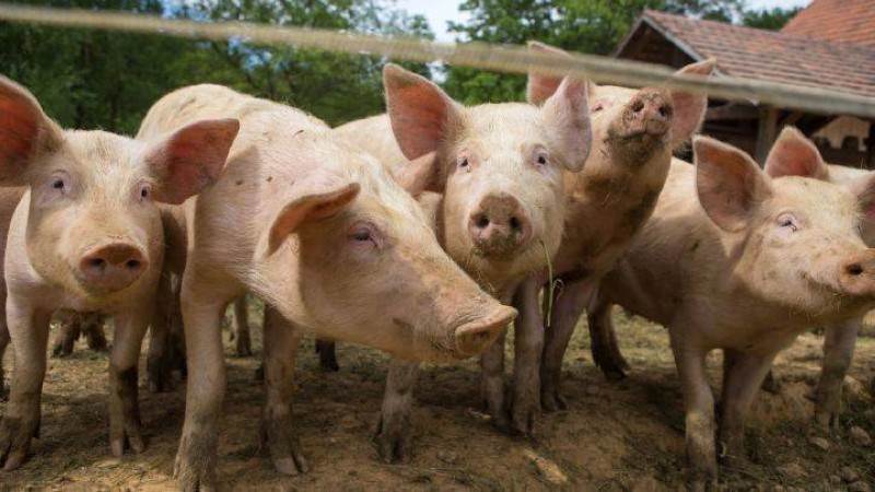 La peste porcine détectée à Bingerville (Côte d'Ivoire). (Ph: Dr)