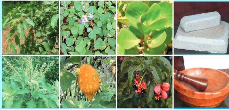PLANTES ET OUTILS DE LA MEDECINE TRADITIONNELLE EN CÔTE D’IVOIRE. (PH:DR)