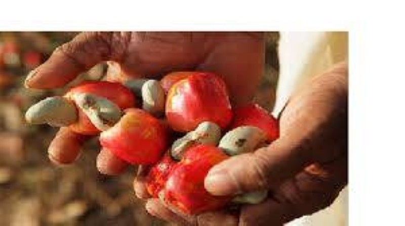 Les dirigeants de la filière coton et anacarde multiplient les initiatives pour motiver les producteurs. (Ph: Dr)