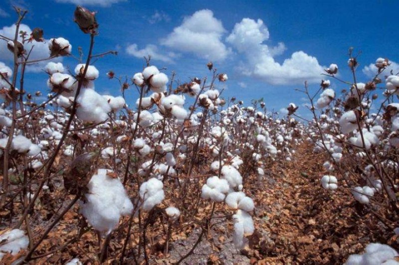 Une vue d'une plantation de coton. (Ph: Dr)
