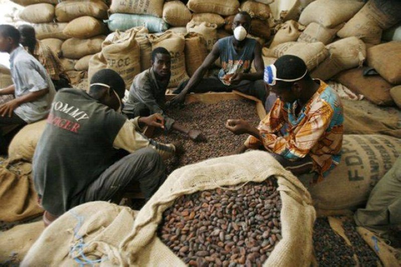 Cacao