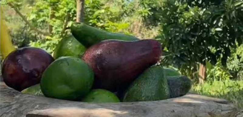Des avocats. (Ph: Dr)