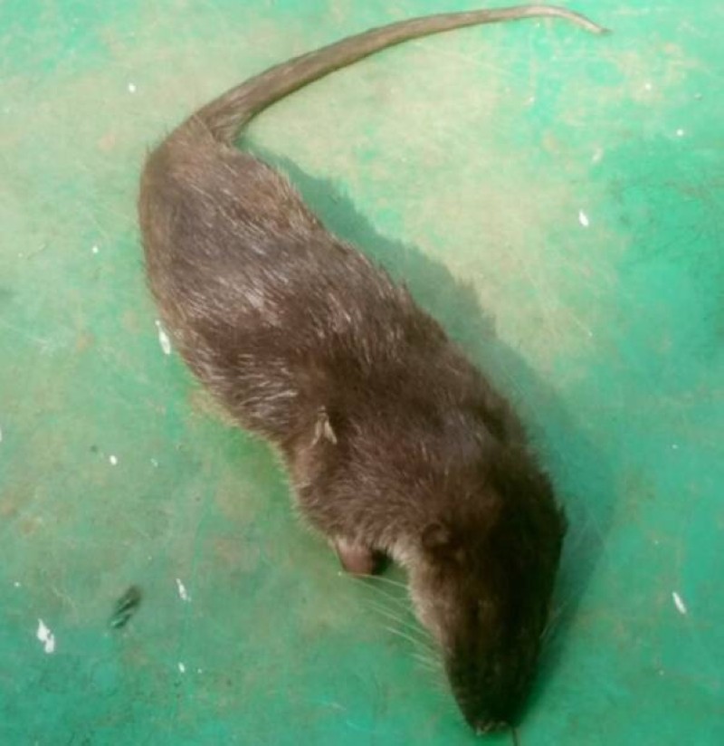 Une étude sur les caractéristiques de l'animal sera faite à Abidjan. (Ph: Dr)