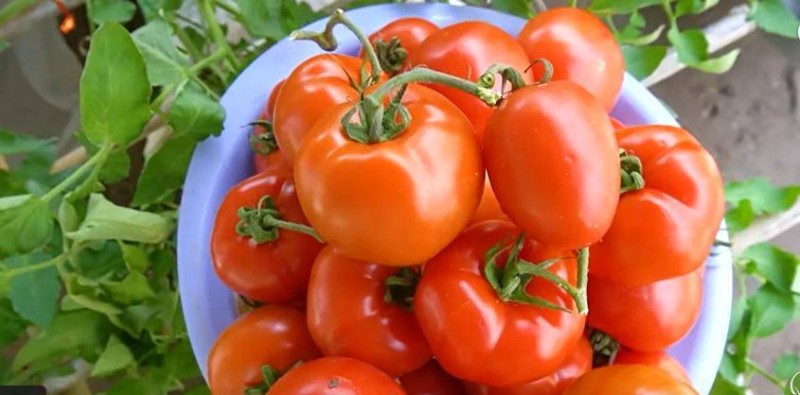 Des tomates.