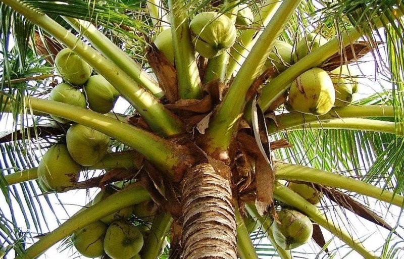 Les noix de coco
