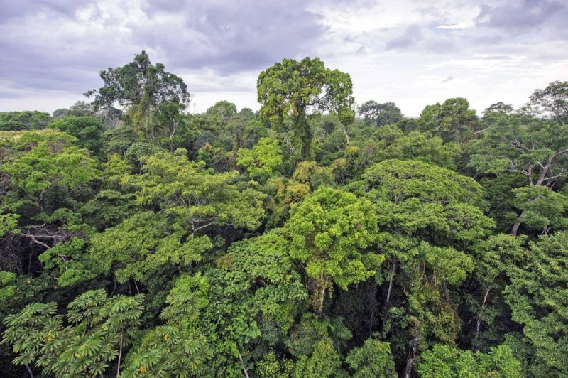 Une vue d'une forêt primaire. (Ph:DR)
