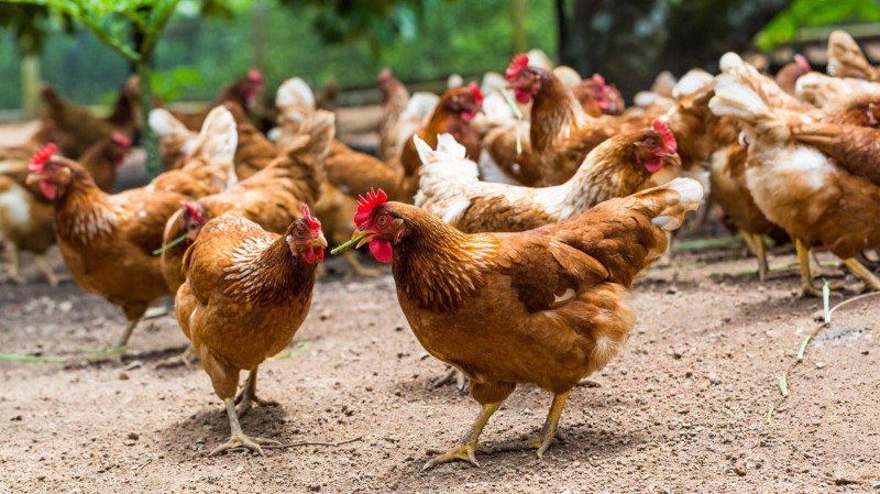 Des poulets . (Ph:DR)