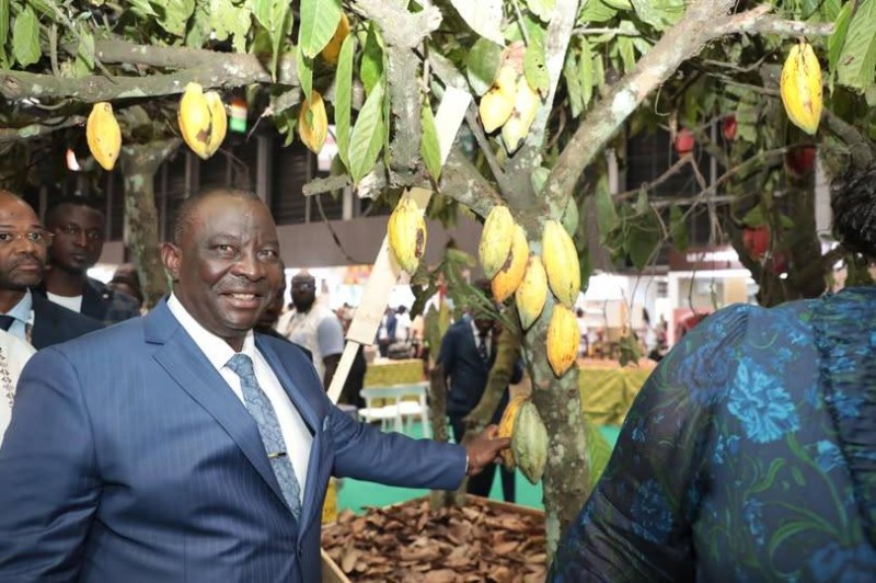 Cacao-Adjoumani