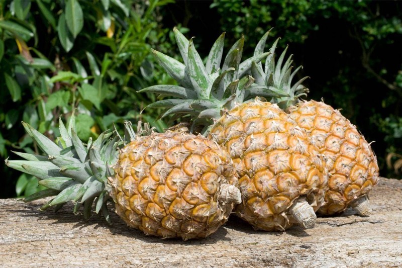 Des ananas.(Ph:DR)