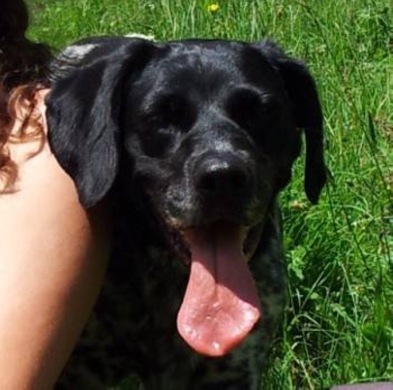 Un chien. (Ph:DR)
