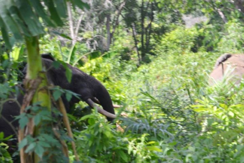 Des éléphants dans le Parc national du Mont Péko. (Ph: DR)