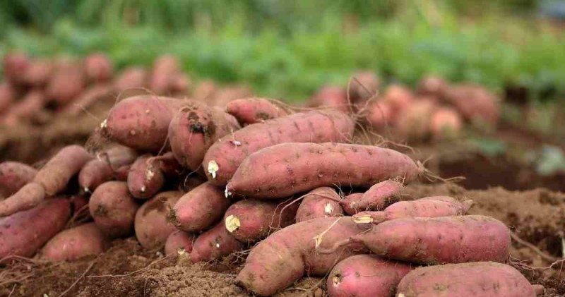Manioc