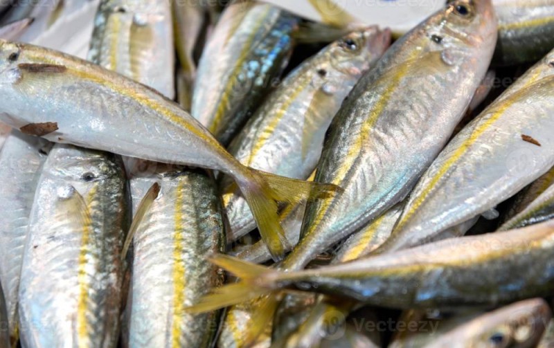 Du poisson frais. (DR)