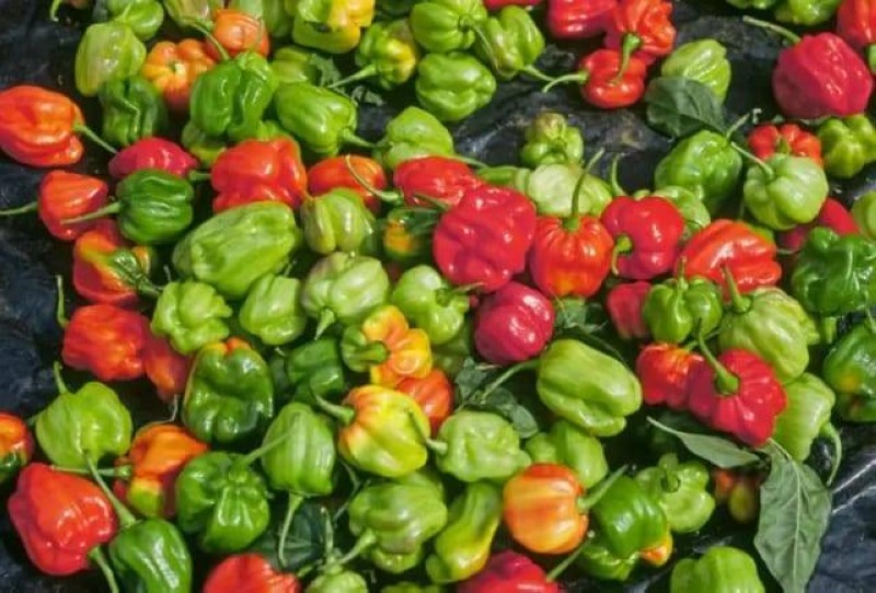 Du piment.