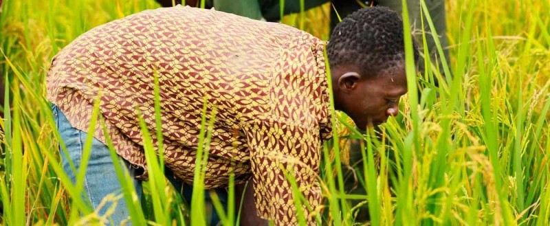 Une femme travaillant dans un champ de riz. (DR)