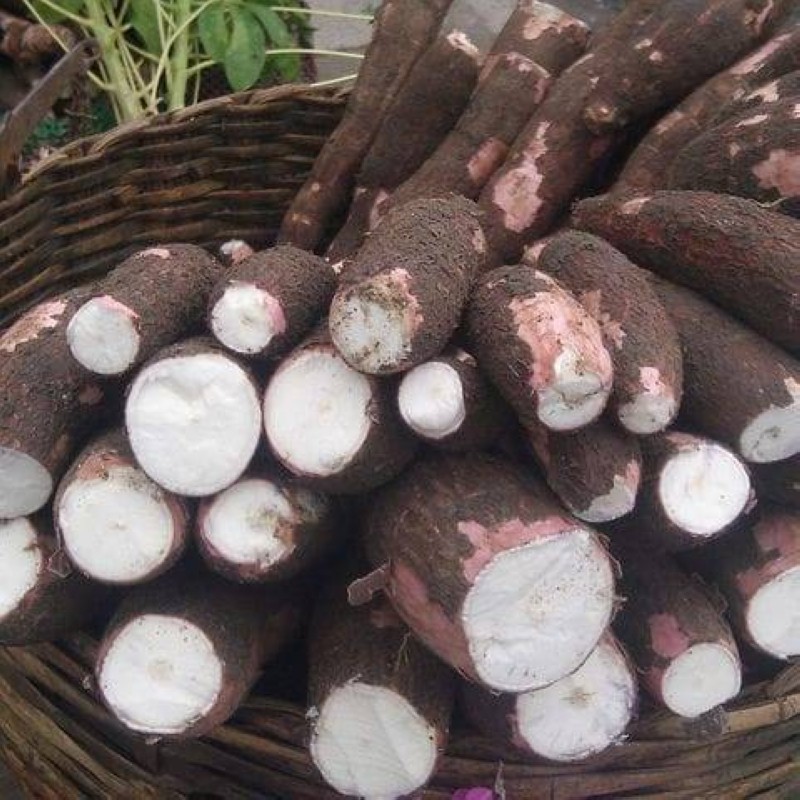 Manioc