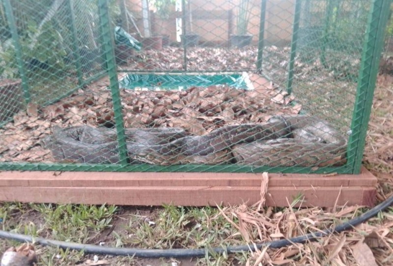 Python
