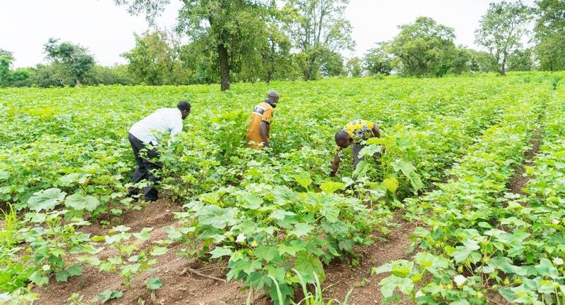 Le Bureau agribusiness se veut un instrument pour faciliter l’accès au financement au profit des agriculteurs. (Ph: Dr)