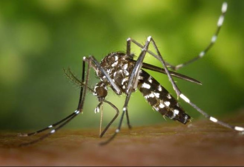 La dengue. (Ph:DR)