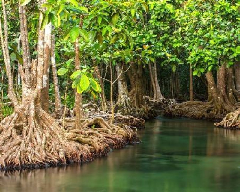 La mangrove. (Ph:DR)