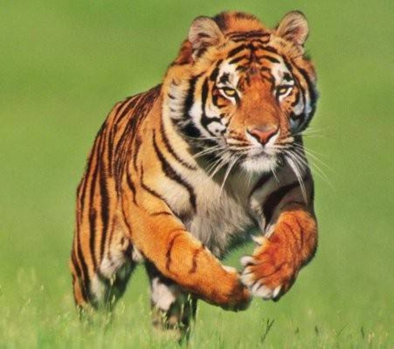 Le tigre.(PH:DR)