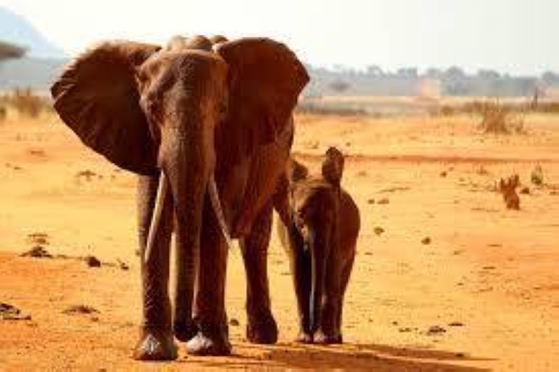 Des éléphants. (PH:DR)