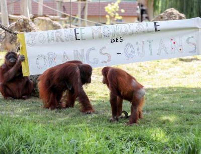 Des orangs-outans. (Ph:DR)