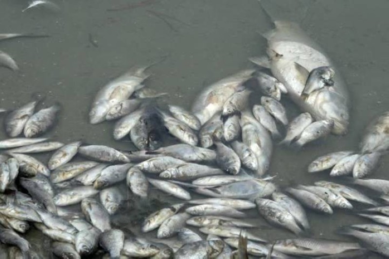 Poissons morts