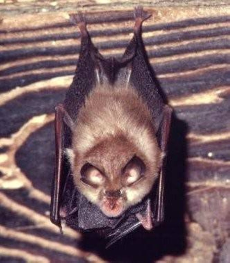 Des chauve-souris. (Ph:DR)