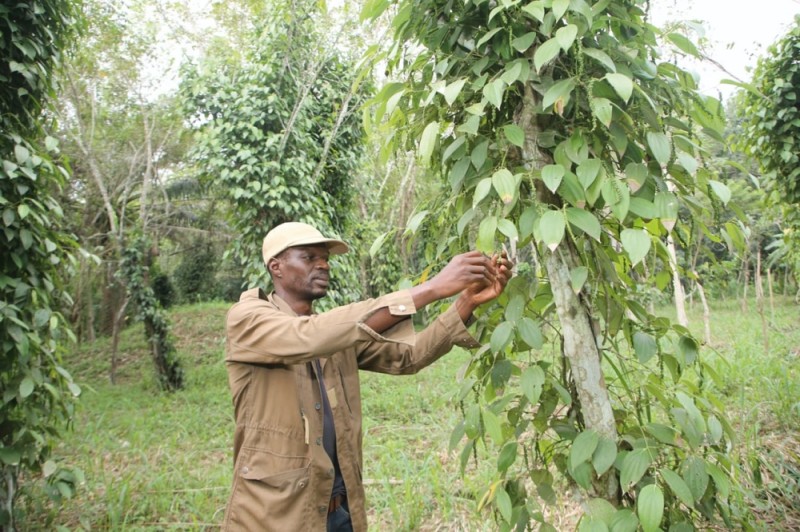 Dans sa plantation, Jean-Eudes examine avec soin ses poivriers. (Ph: PORO DAGNOGO)