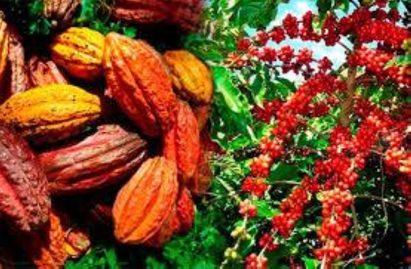 Café Cacao