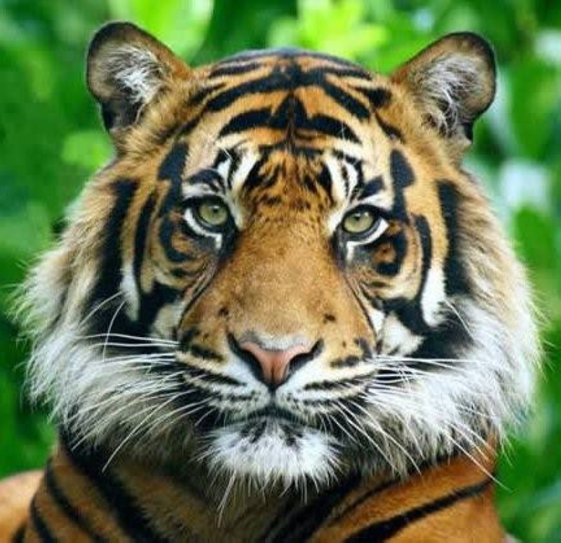 Le Tigre.(Ph:DR)