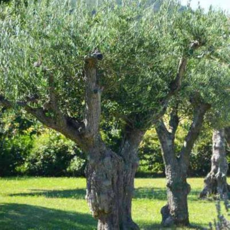 L'olivier, et plus particulièrement, le rameau d’olivier, occupe une place importante dans l'esprit des hommes et des femmes. (Ph:DR)