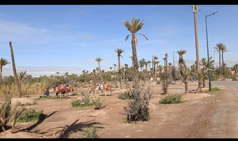 Les balades à dos de chameau dans le désert de la palmeraie.