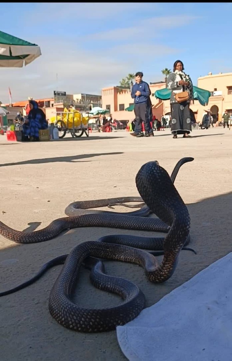 Les cobras danseurs, l'attraction de la place El Jamaa El fna