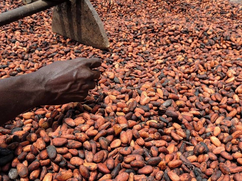 Fèves de cacao