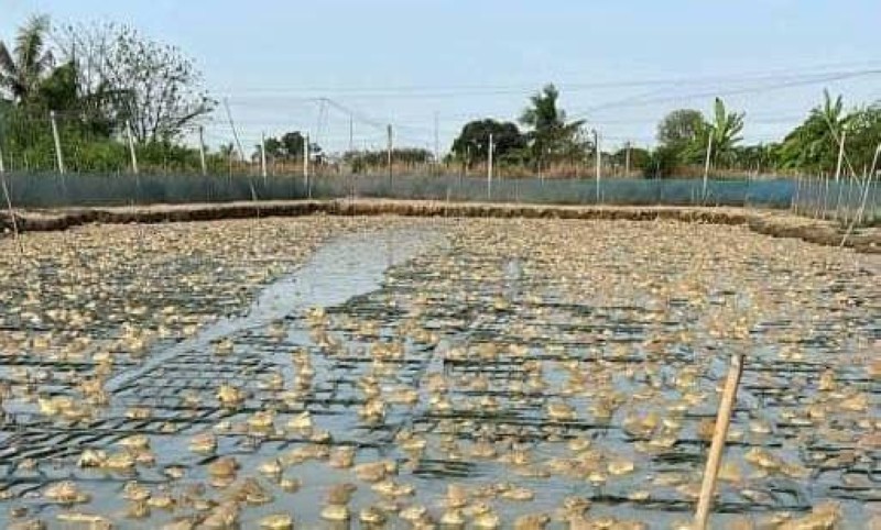 Élevage de grenouilles en Thaïlande. (Ph: Dr)