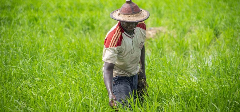 Dans le secteur du riz, la Banque africaine de développement appuie les pays à renforcer l'irrigation, à améliorer l’accès aux semences, à moderniser les unités de décorticage et les systèmes de stockage et à faciliter l'accès au marché. (Ph:BAD)